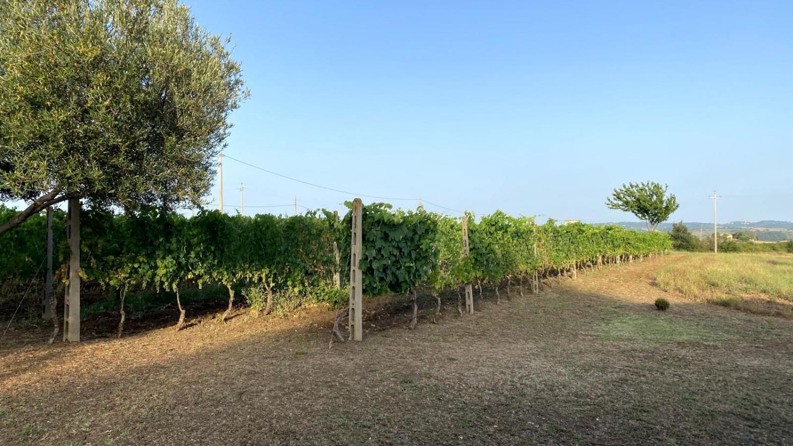 Agriturismo Uliveto Gretacci Montemerano Luaran gambar