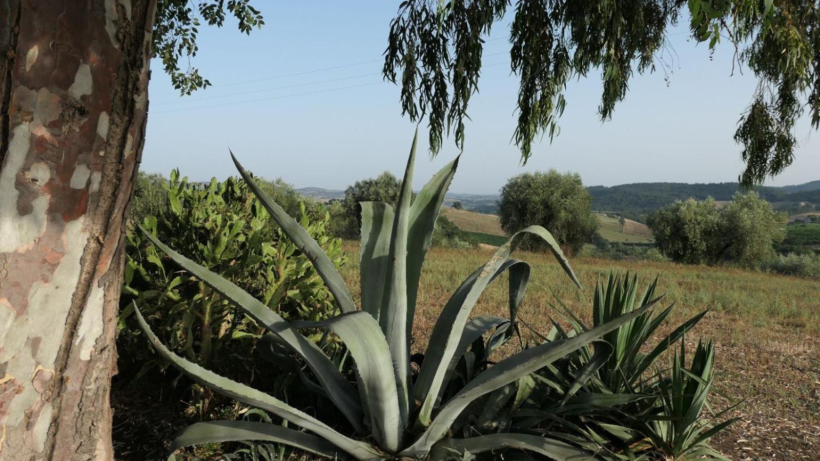 Agriturismo Uliveto Gretacci Montemerano Luaran gambar