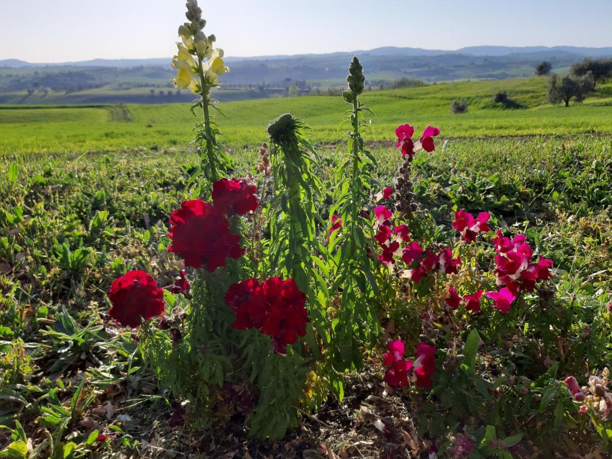 Agriturismo Uliveto Gretacci Montemerano Luaran gambar